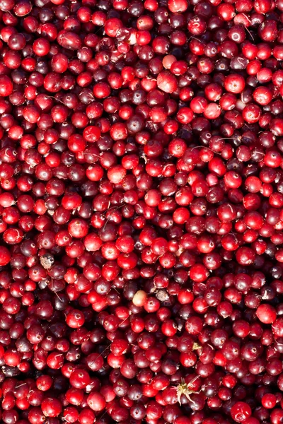 Cranberries by background — Stock Photo, Image