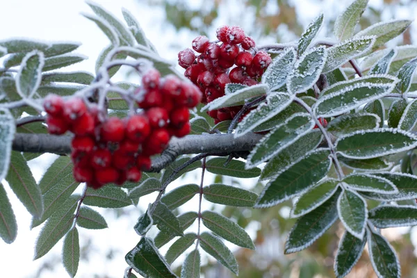 Rowanberry coberto rime — Fotografia de Stock