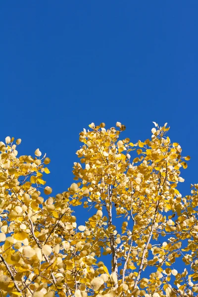 Yellow sheet poplar, blue sky — Stock Photo, Image