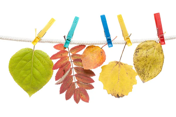 Hösten blad på kläder-peg — Stockfoto
