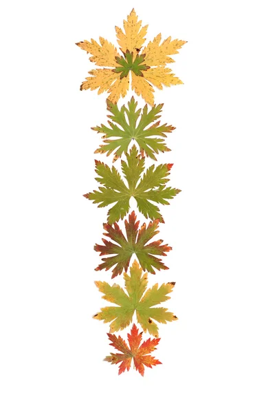 Autumn sheet put in row — Stock Photo, Image