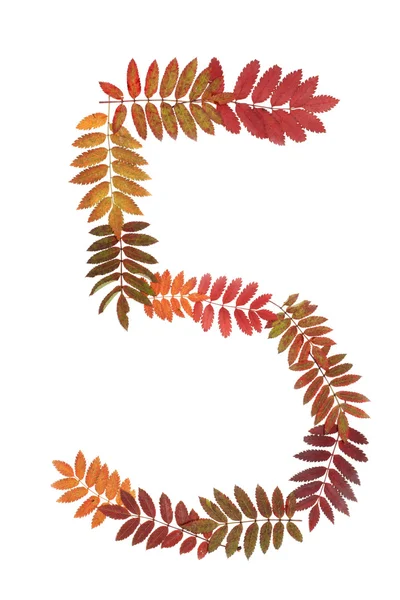 stock image Numeral five 5 put from autumn sheet