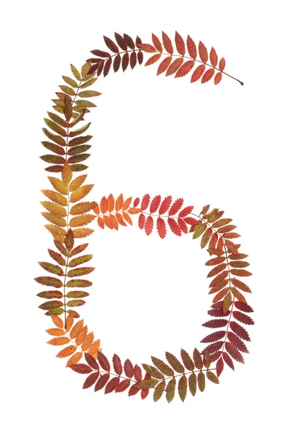 stock image Numeral six 6 put from autumn sheet