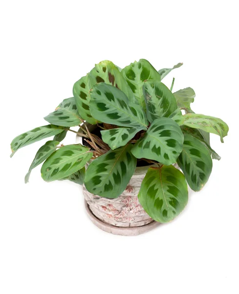 Green home flower in pot — Stock Photo, Image