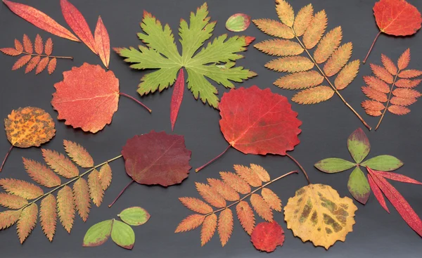 Autumn sheet — Stock Photo, Image