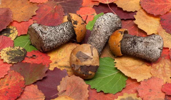 Houby na podzimní list — Stock fotografie