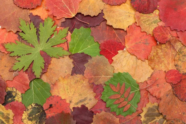 Hösten blad på vit bakgrund — Stockfoto