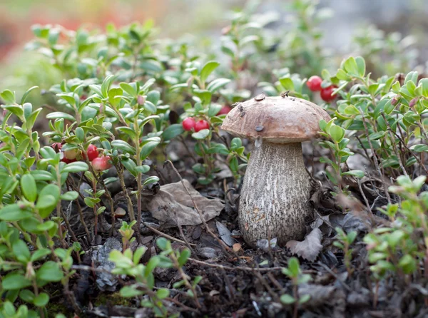 Cogumelo no ramo da cowberry — Fotografia de Stock