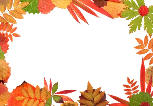 Frame van hun herfst sheet — Stockfoto