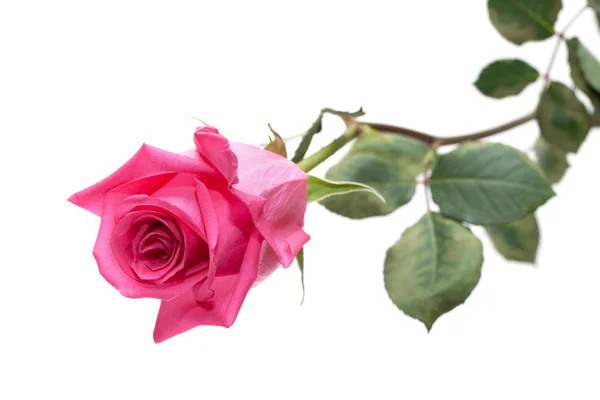 花玫瑰 — 图库照片