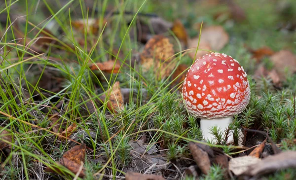 有毒的红色蘑菇 — 图库照片