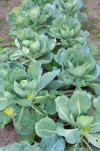 Cabbage grow on land — Stock Photo, Image