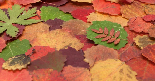 Herfst bladachtergrond — Stockfoto