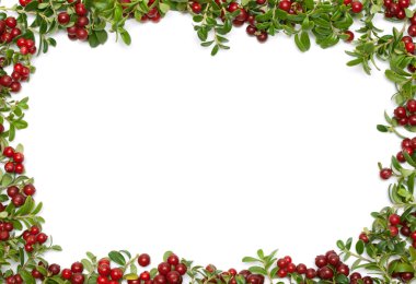 Frame from of the cowberry clipart