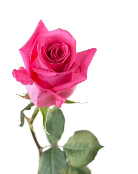 Rosa fiore con gambo verde — Foto Stock