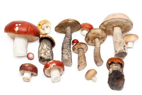 Diferentes cogumelos — Fotografia de Stock