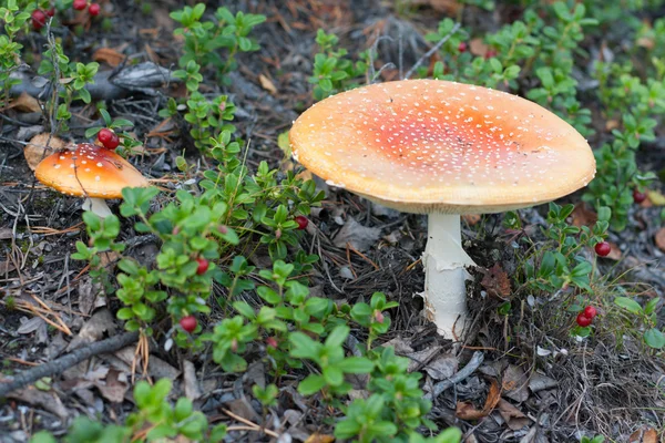两个毒蘑菇 — 图库照片