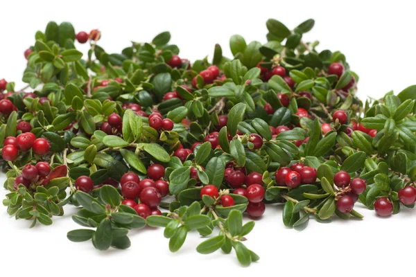Branches of the cowberry insulated — Stock Photo, Image