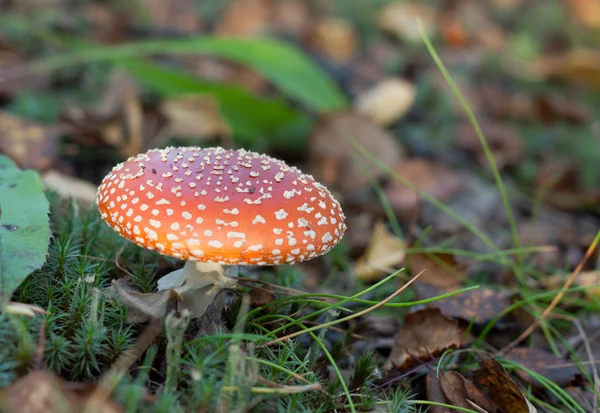 Ядовитый красный гриб — стоковое фото