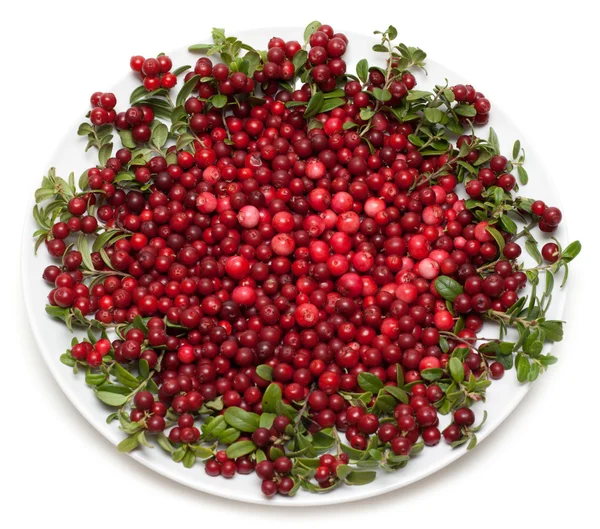 Cowberry on plate — Stock Photo, Image