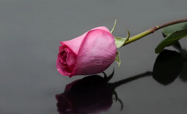 Роза с каплей росы на сером фоне — стоковое фото