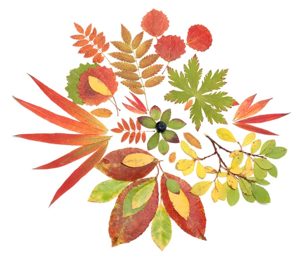 Sonbahar natürmort sayfadan — Stok fotoğraf