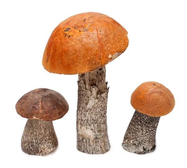 Tres hongos — Foto de Stock