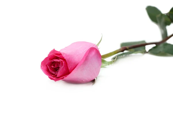 Rose in drop of water — Stock Photo, Image