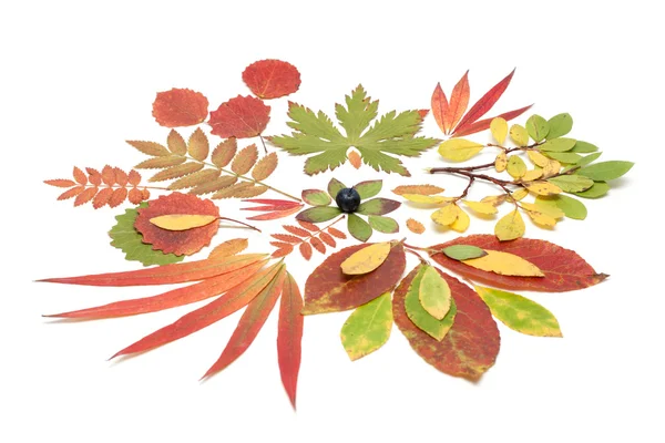 Natura morta di autunno da foglio — Foto Stock