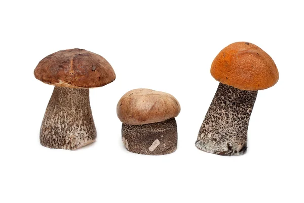 Três cogumelos — Fotografia de Stock
