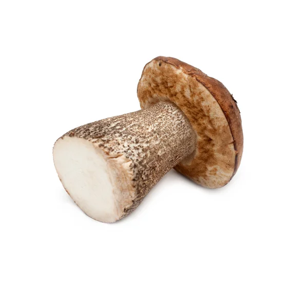Corte de cogumelos — Fotografia de Stock