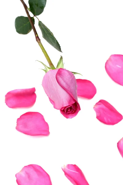 Rosa, pétalo de la rosa — Foto de Stock