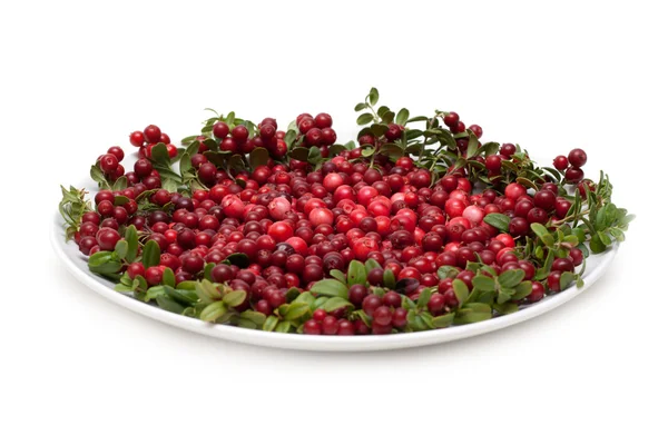 Cowberry on plate — Stock Photo, Image