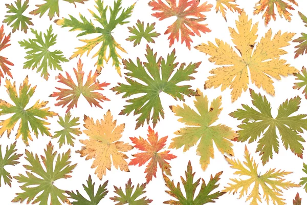Colour autumn sheet background — Stock Photo, Image