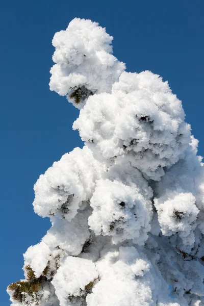 Tall i snö — Stockfoto