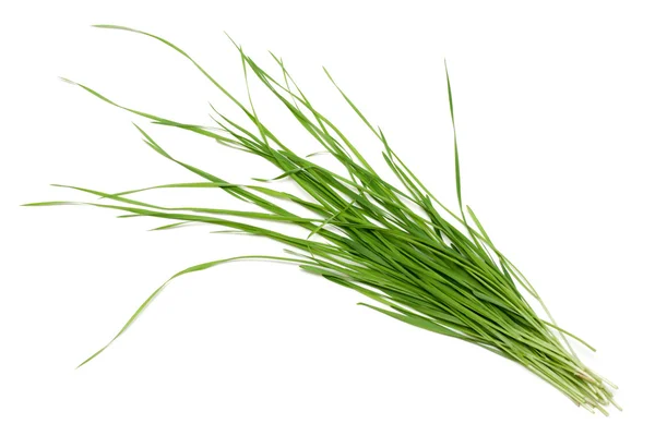 Зелена трава кладеться на білому тлі — стокове фото
