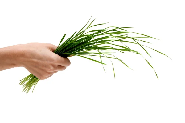 Bunch of the green herb — Stock Photo, Image