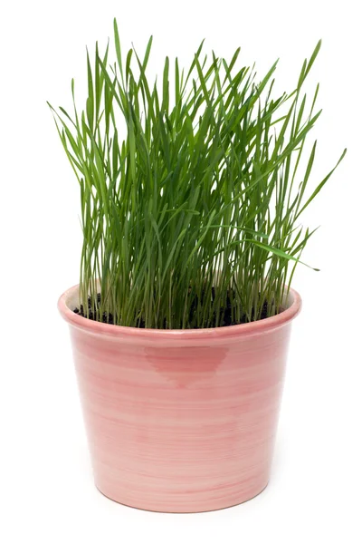 Keramiska potten med grön ört — Stockfoto