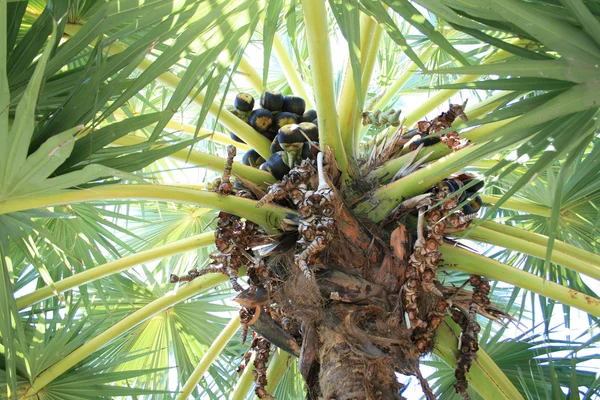 Fruits on palm — Stock Photo, Image