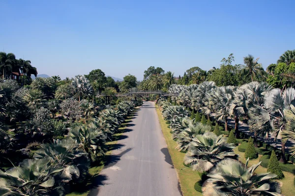 Estrada entre palmeiras, Tailândia — Fotografia de Stock