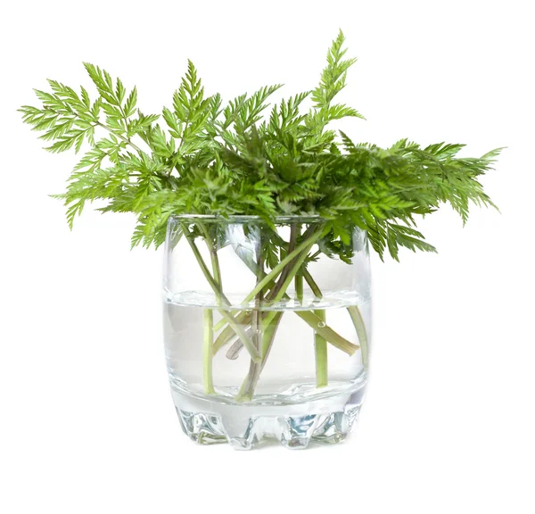 Green herb in glass with water — Stock Photo, Image