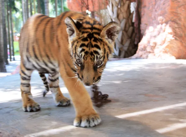 Молодий тигр — стокове фото