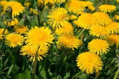 Sarı dandelions