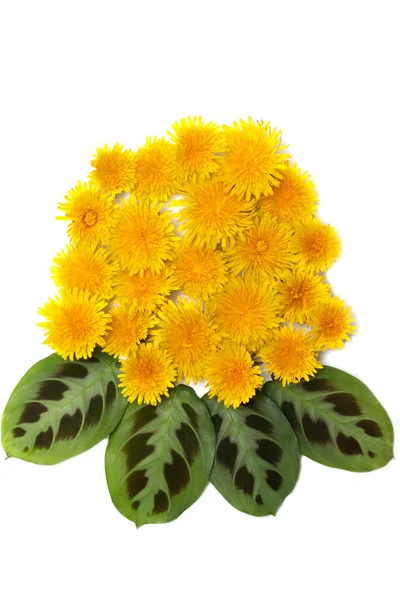 Amarelo dente-de-leão com folha verde — Fotografia de Stock