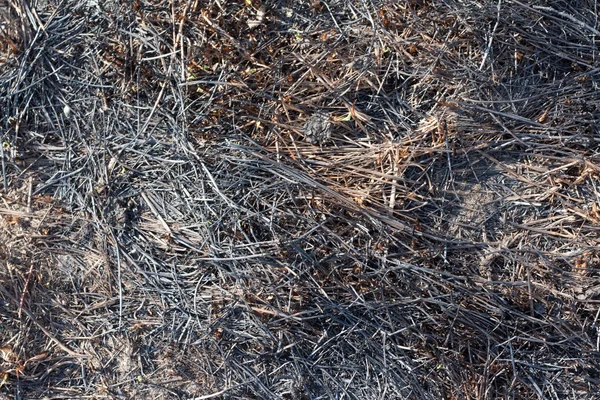 Uwielbiał spalił suchego ziela na ziemi — Zdjęcie stockowe