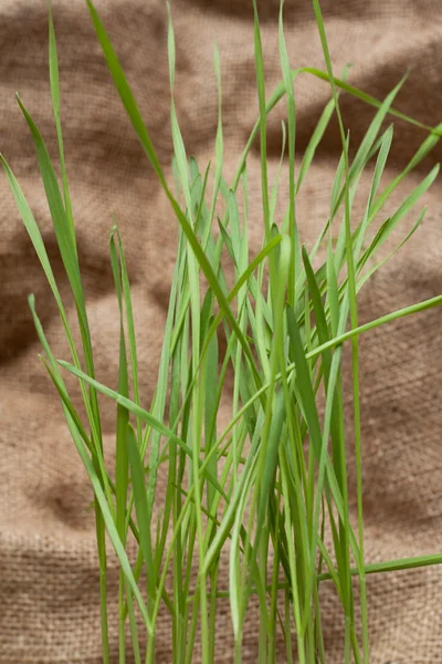 Green herb on sackcloth — Stock Photo, Image