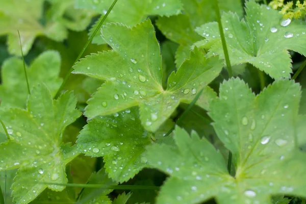 Gröna blad med droppe — Stockfoto