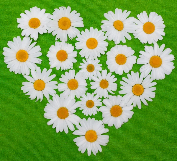 Camomile heart on green background — Stock Photo, Image