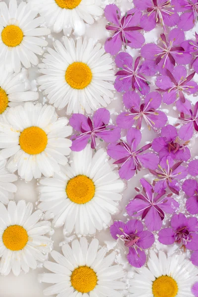 Daisywheels e flor violeta — Fotografia de Stock