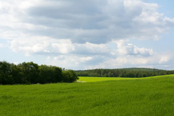 Обои зеленая трава и небо — стоковое фото